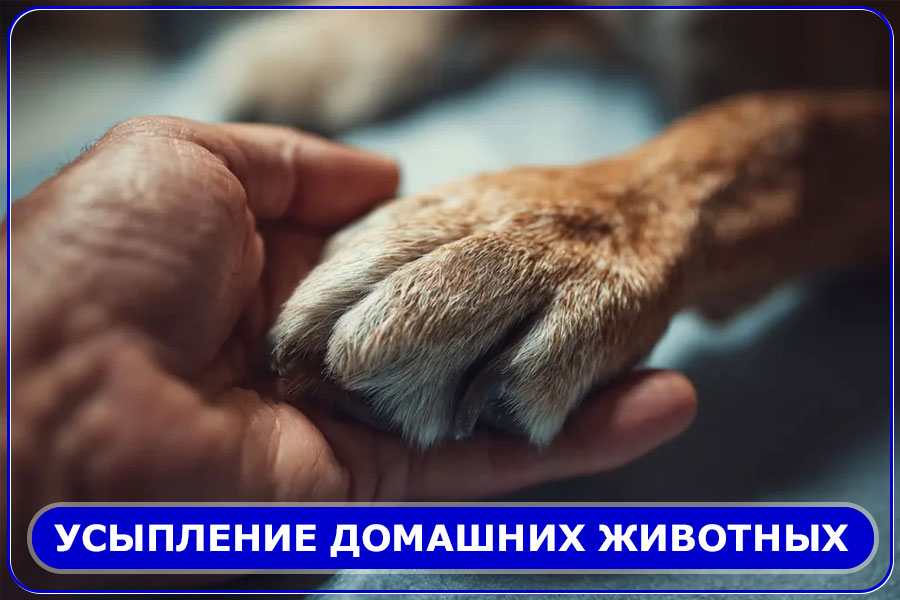 Усыпление домашних животных